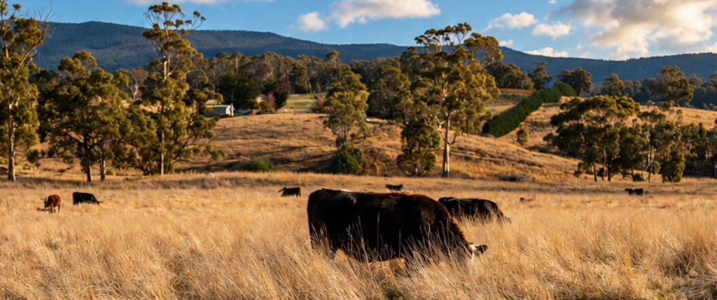 Cattle grazing dry golden pasture with eucalypts and hills behind